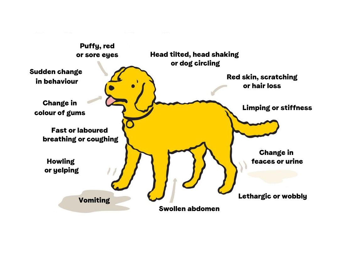 Dog vomiting store not eating lethargic